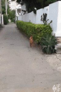 Read more about the article CCTV Funny Tweets – 12:55 AM – 20 Jul 2018