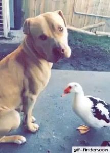 Read more about the article CCTV Funny Tweets – 2:33 AM – 1 Jul 2018