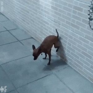 Read more about the article CCTV Funny Tweets – 11:34 AM – 4 Jul 2018