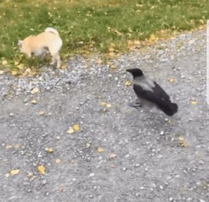 Read more about the article CCTV Funny Tweets – 11:48 AM – 18 Jul 2018