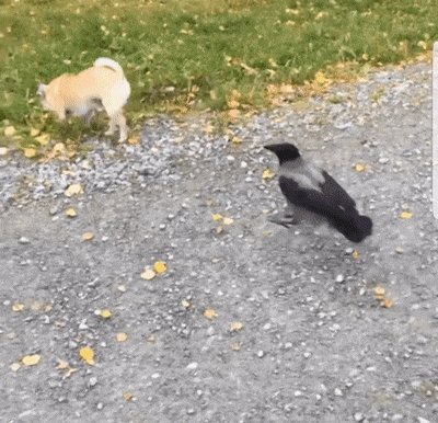 You are currently viewing CCTV Funny Tweets – 11:48 AM – 18 Jul 2018