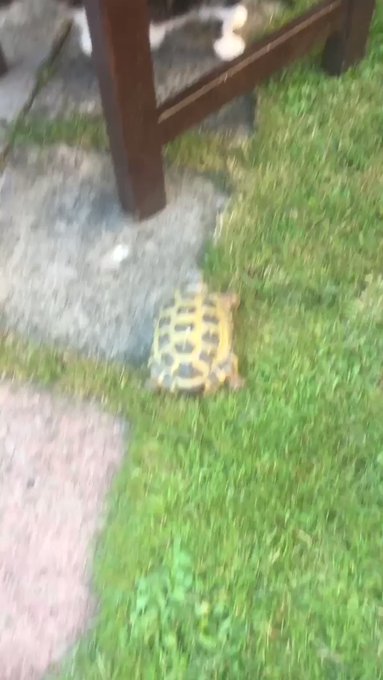 You are currently viewing CCTV Funny Tweets – 3:59 AM – 8 Jul 2018