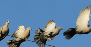 Read more about the article Elegant Montages Show the Beauty of Birds in Flight – CCTVSG.net